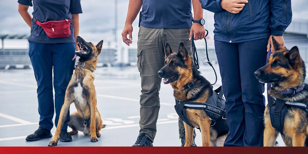 a group of security dogs