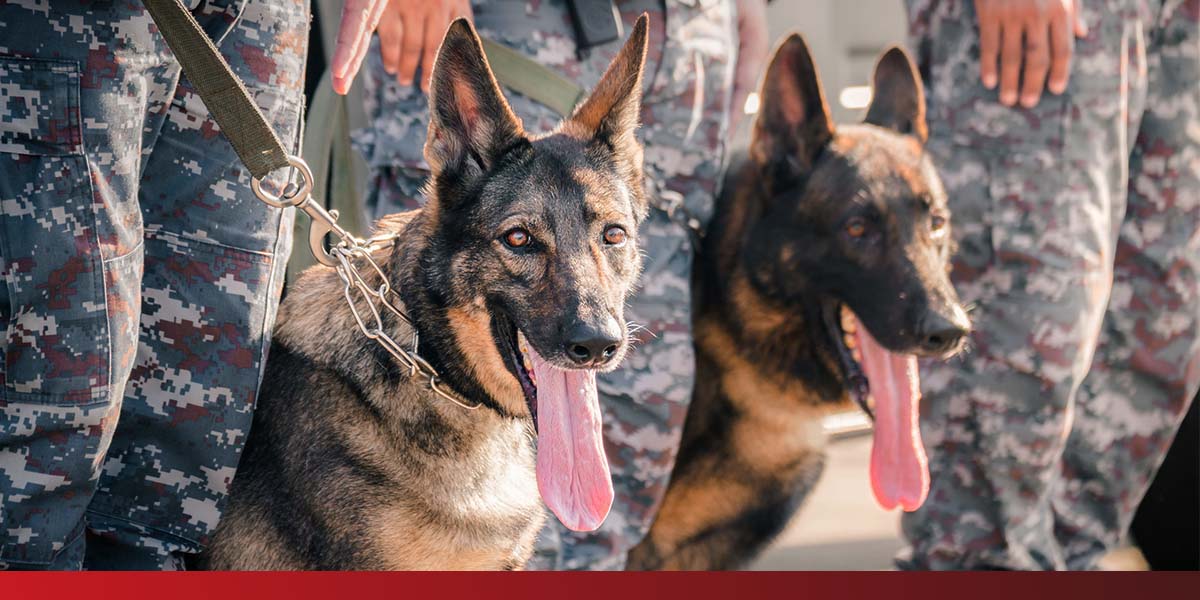 two military dogs with their tongues out