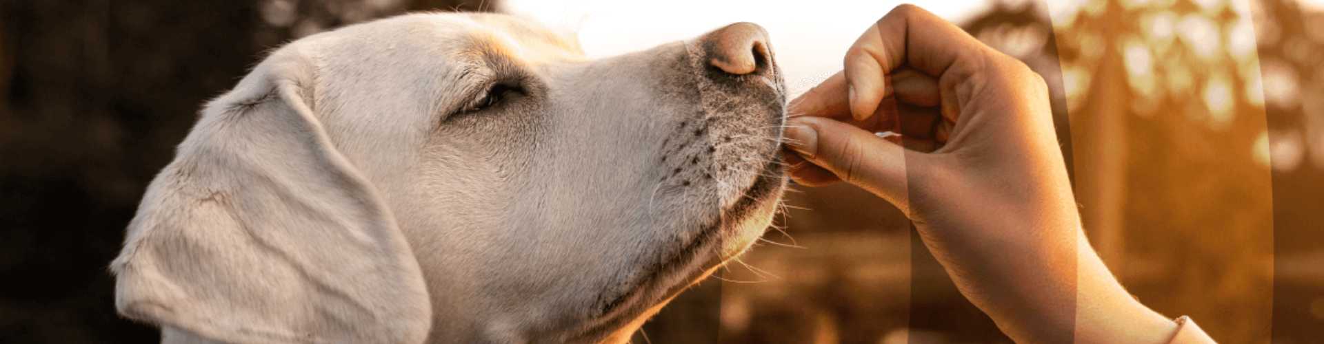 can police dogs smell coke