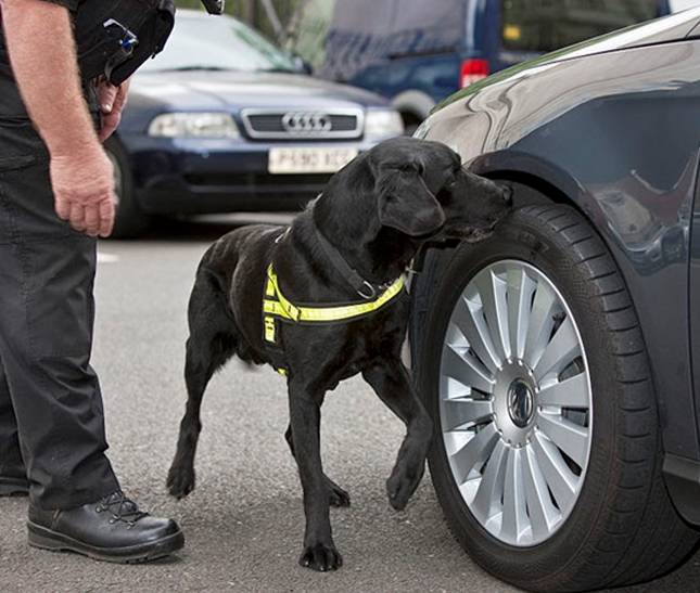 security dog patrolling a vehicle