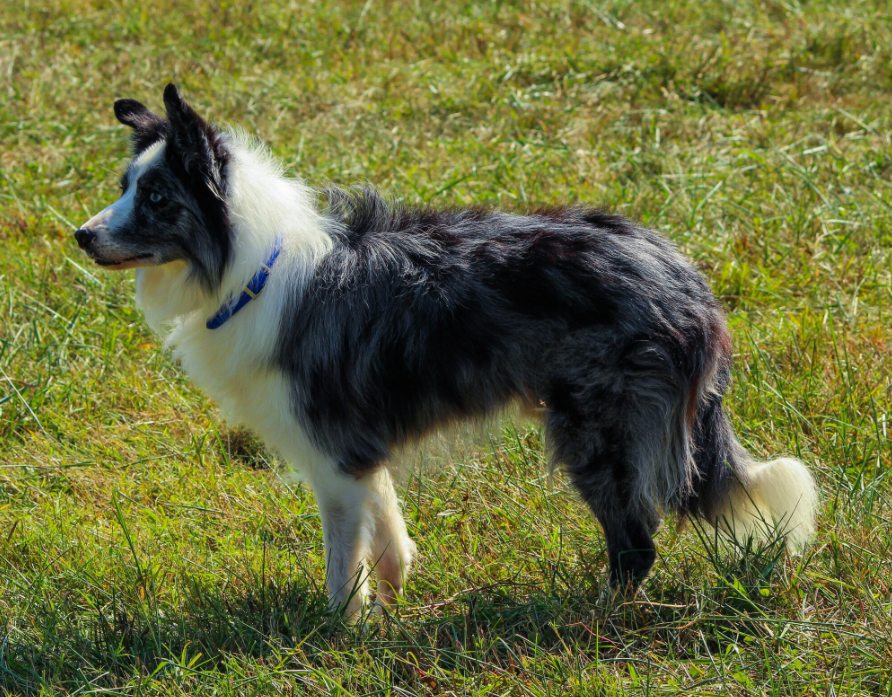 a black and white dog wearing a blue collar standing in the grass