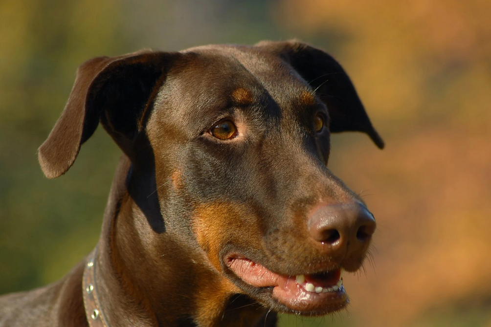 a close up of a brown dog