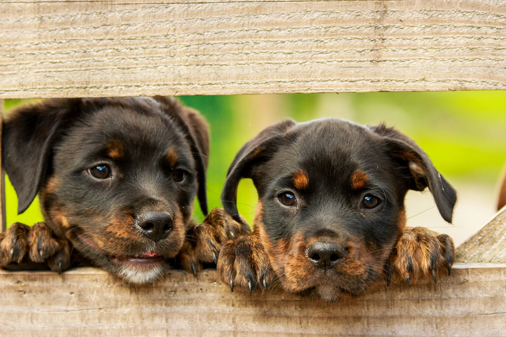 two puppies peeking over a wooden fence