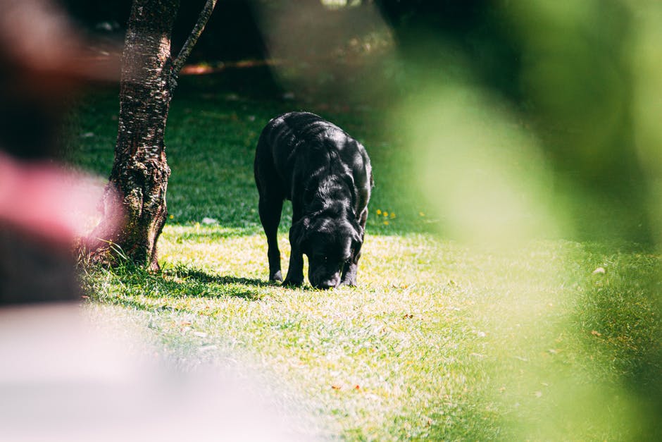a black dog sniffing the grass near a tree