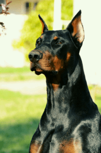 a close up of a black and brown dog
