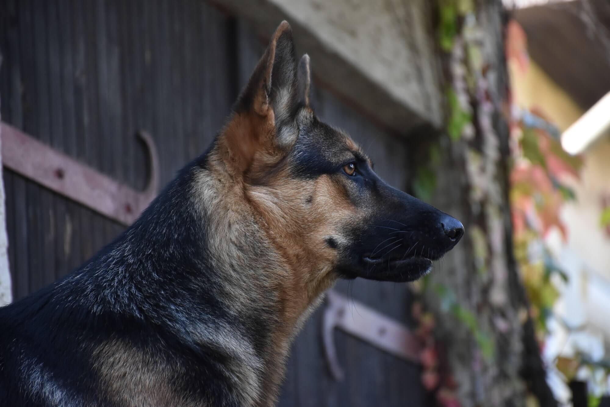 a german shepherd standing in front of a wooden fence