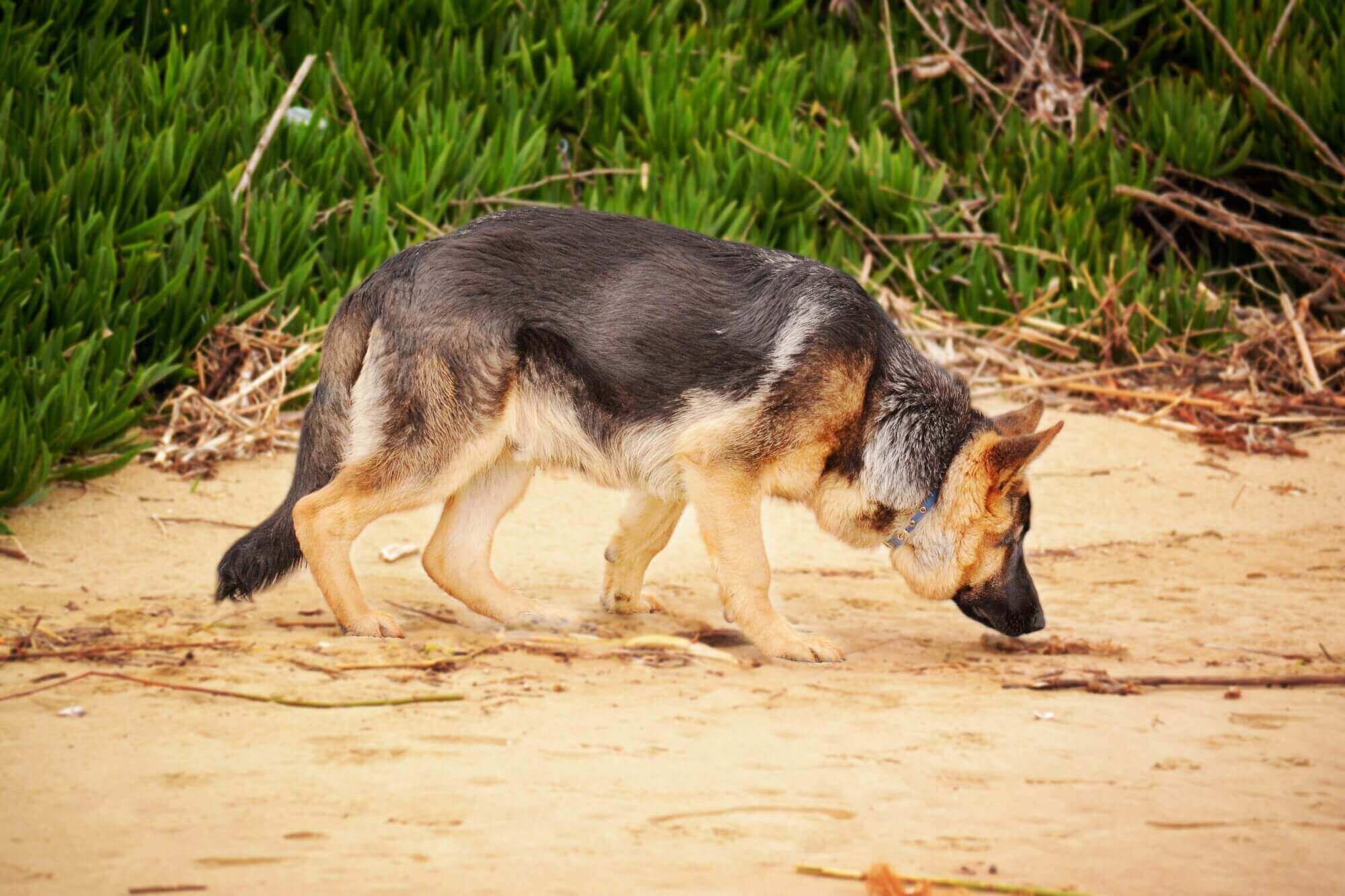 a german shepherd walking on sand