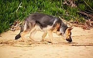 Canine Detective: What Drugs Do K9s Detect?