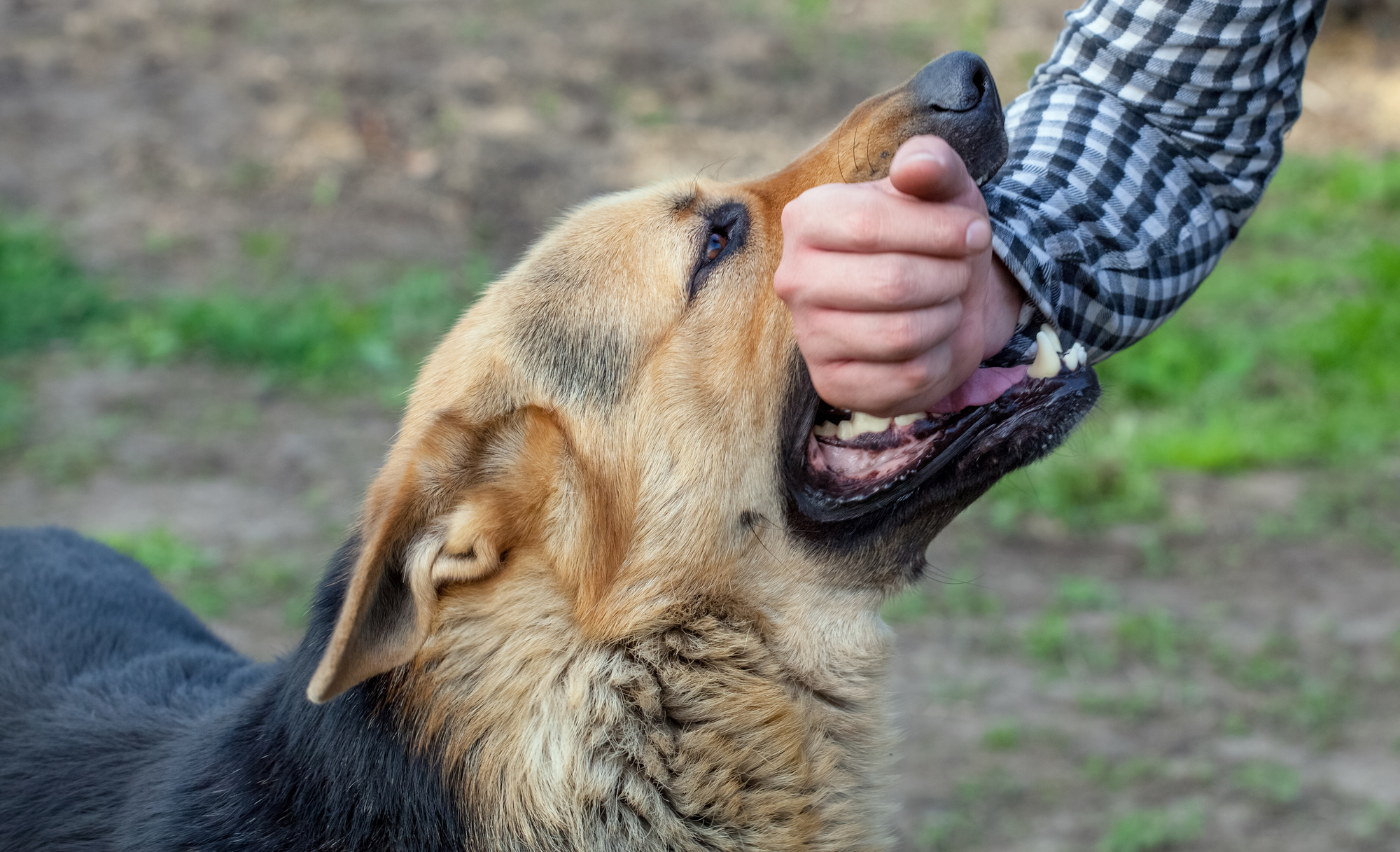 a dog holding a person's arm in its mouth