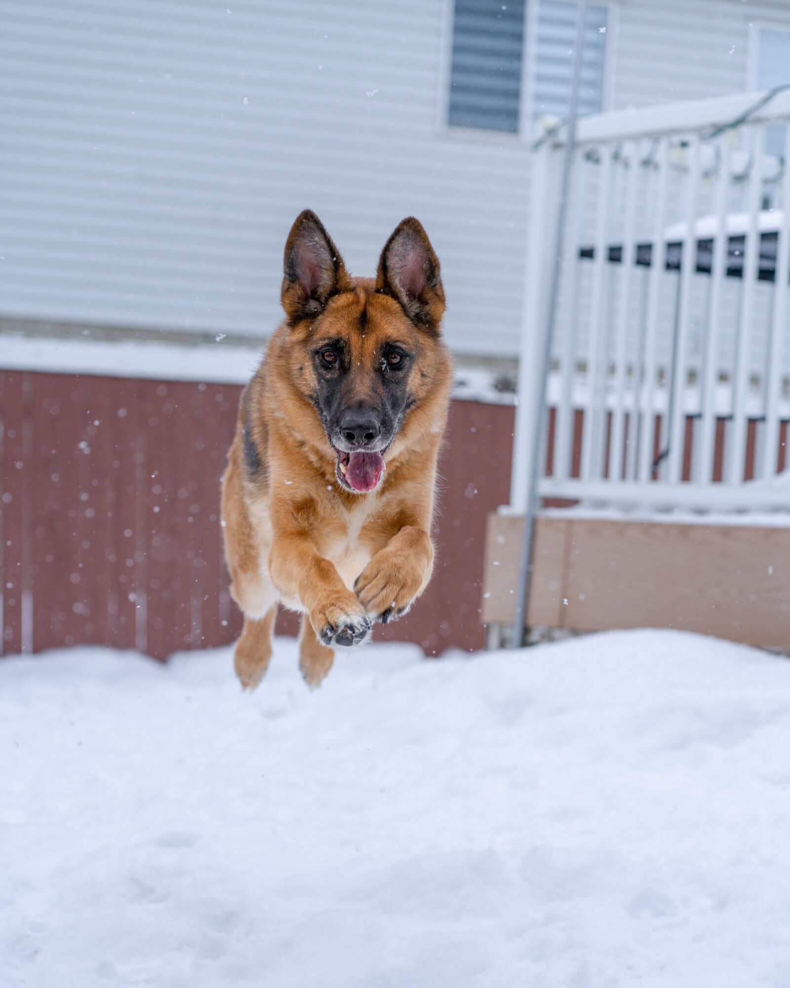 a german shepherd jumping in the air in the snow