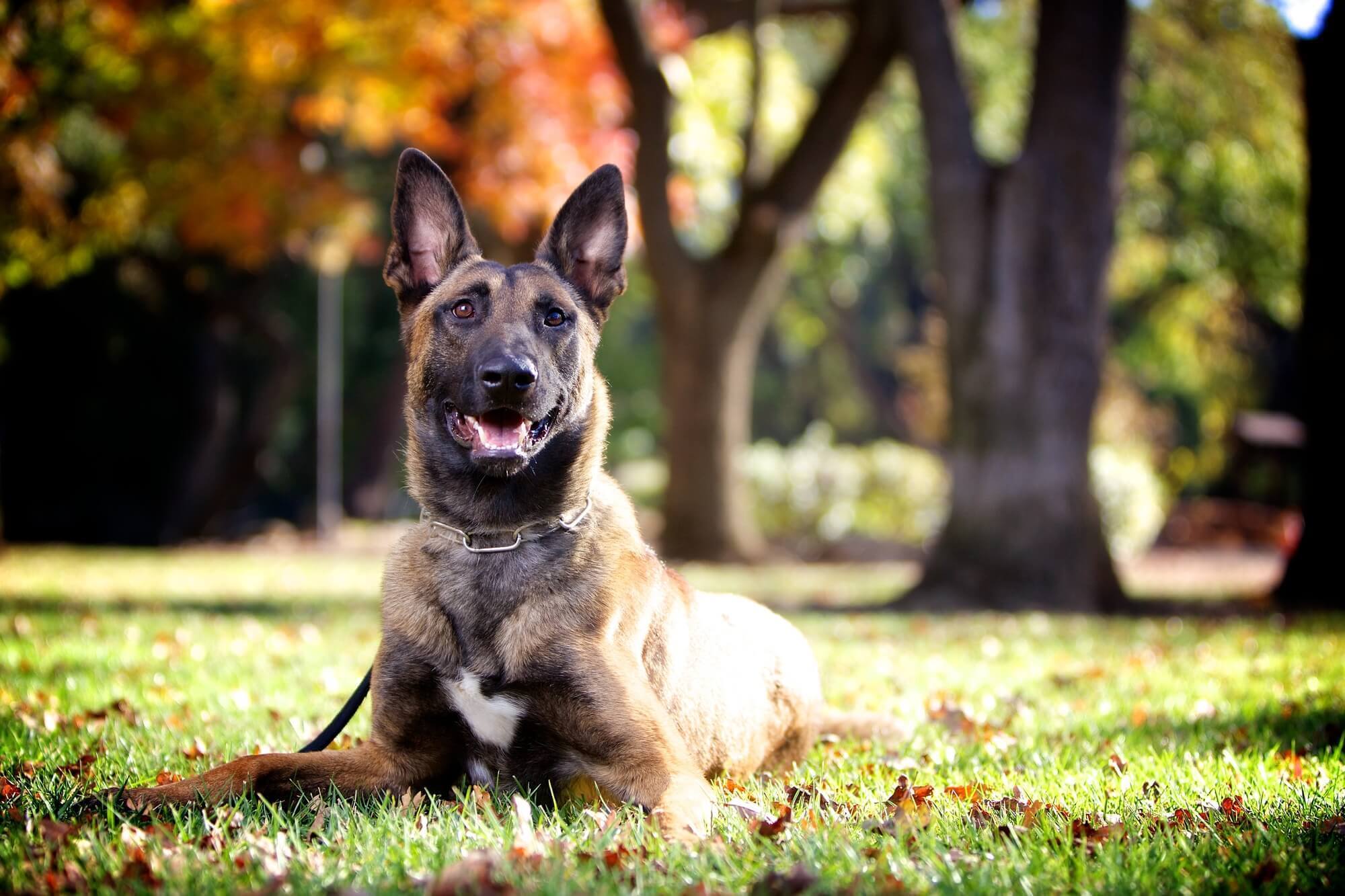 a dog laying in the grass