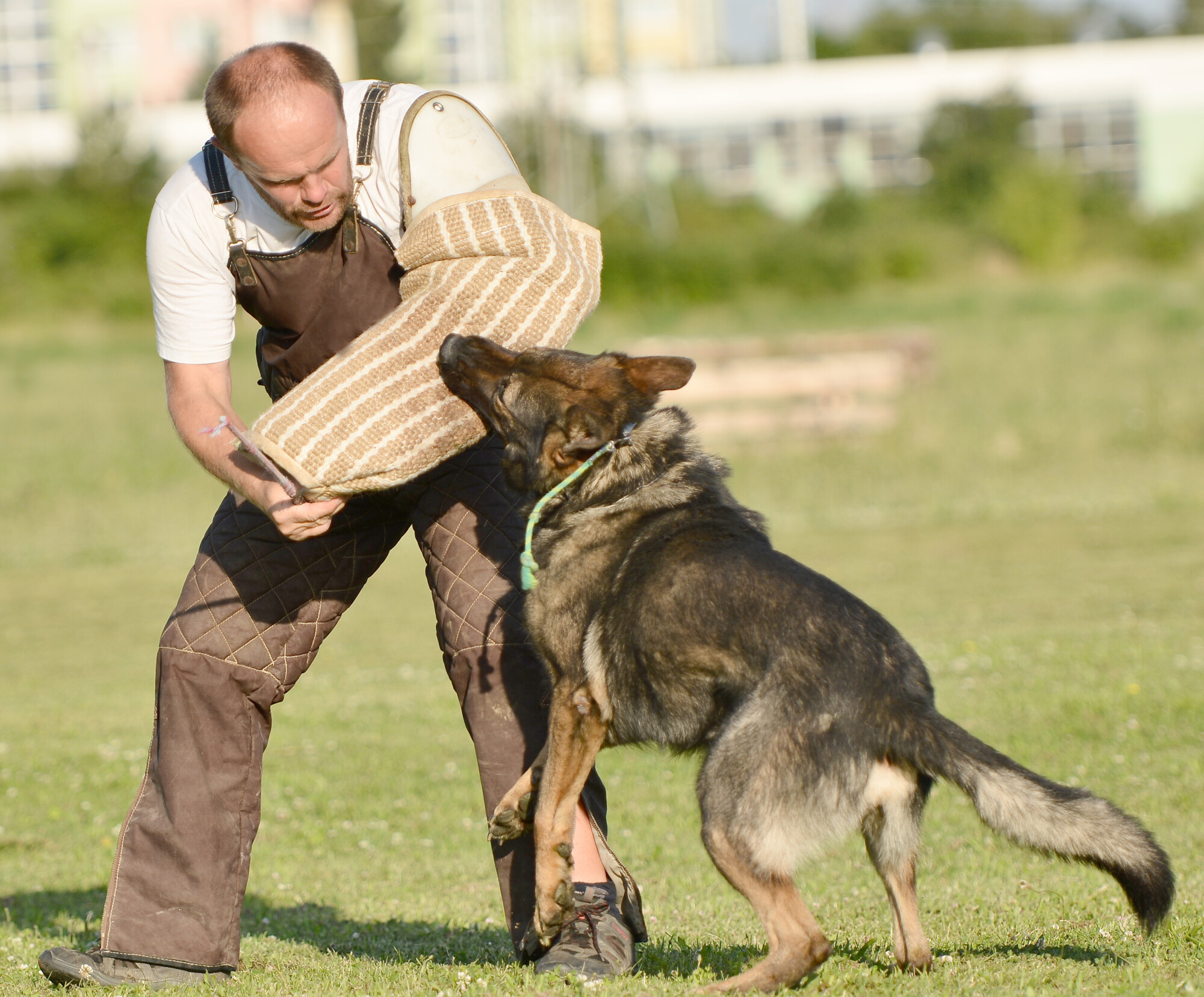 Canine shop unit training
