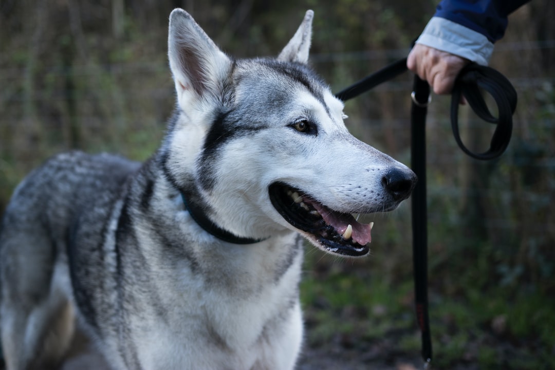 a husky on a leash