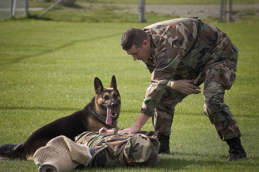 a man in a camouflage uniform holding a man down with his dog