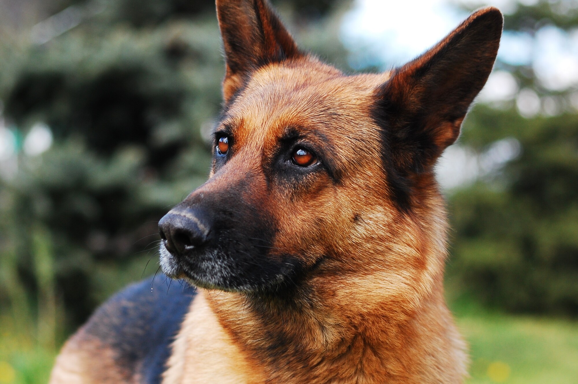 a close up of a german shepherd