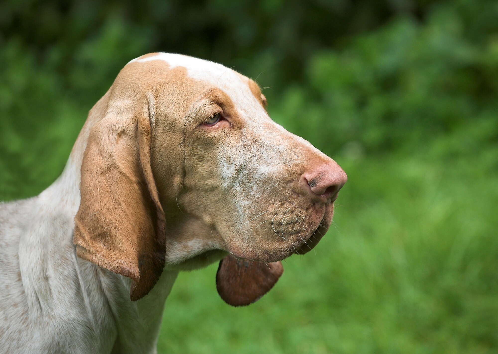 a close up of a dog's face with a green background