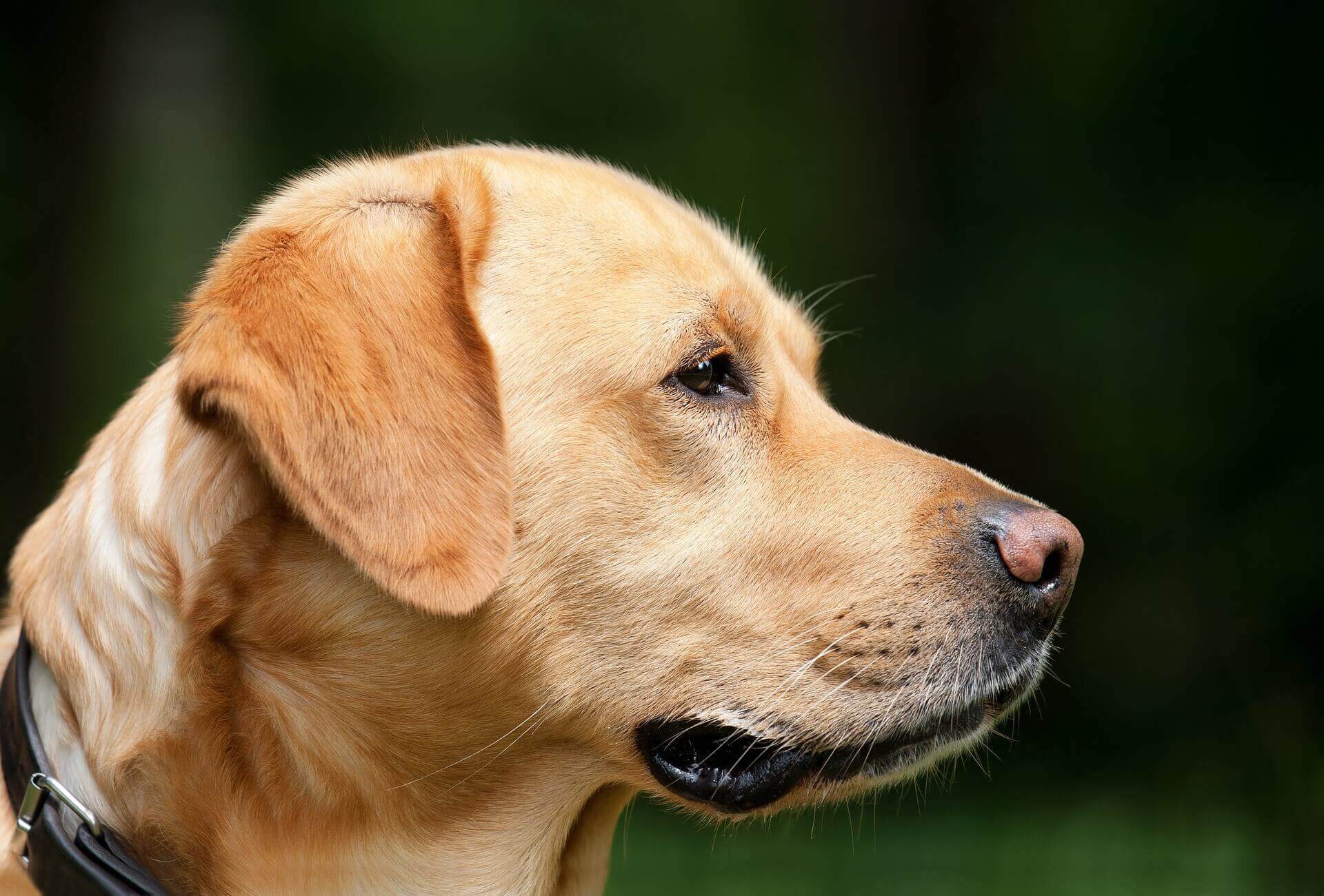a close up of a dog's face with a green background