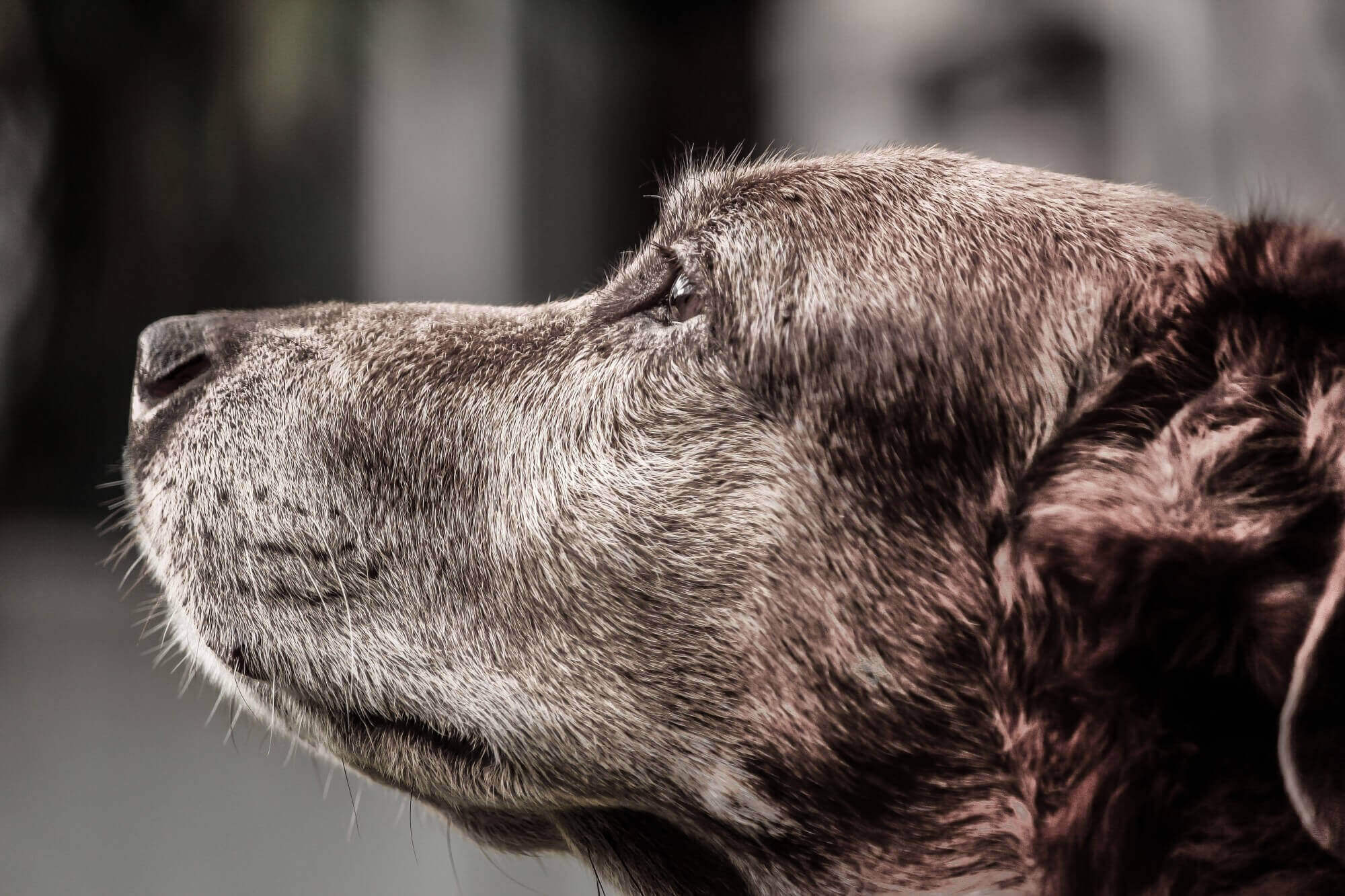 a close up of a dog's face