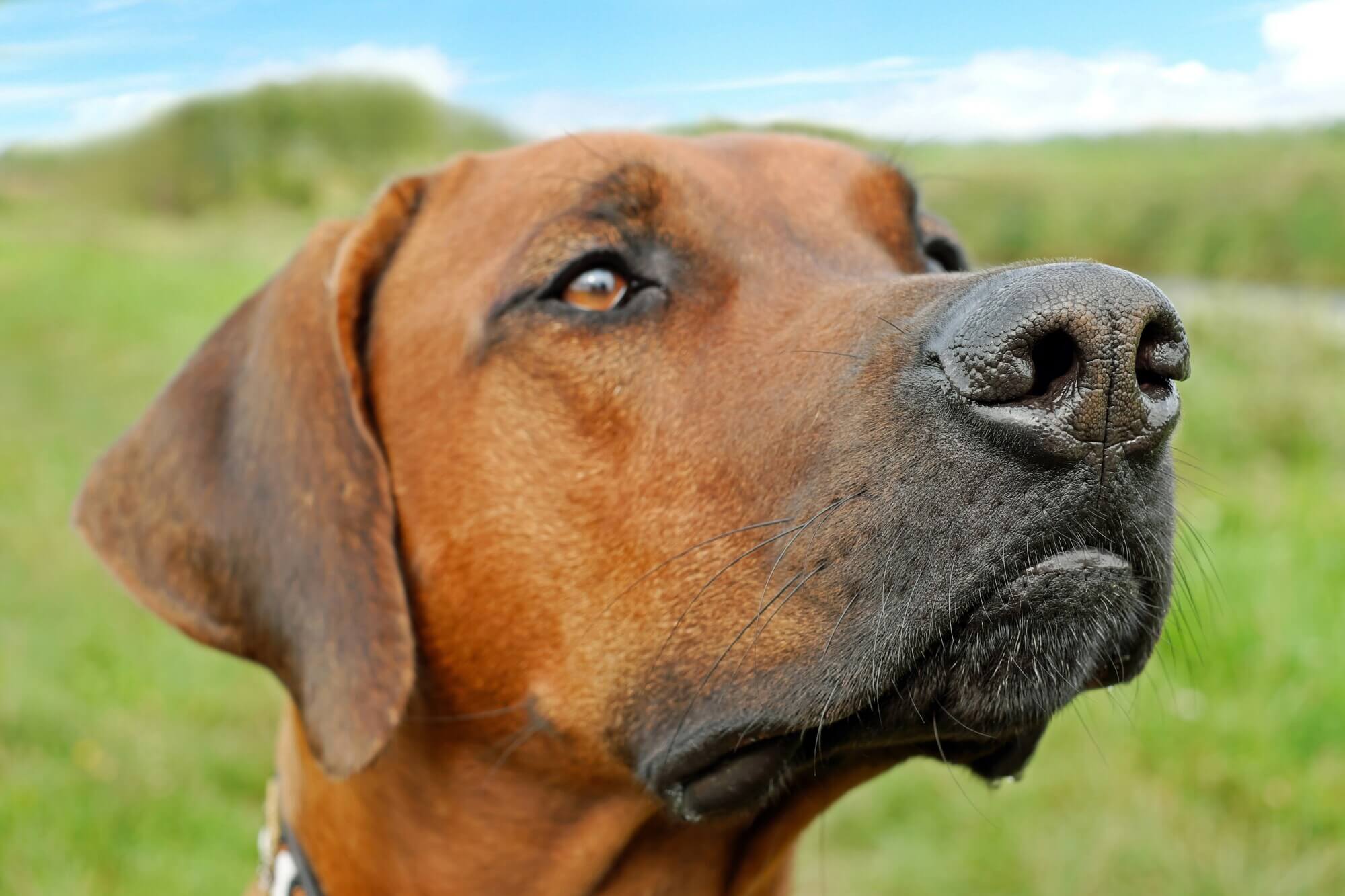 Dog face hot sale guard