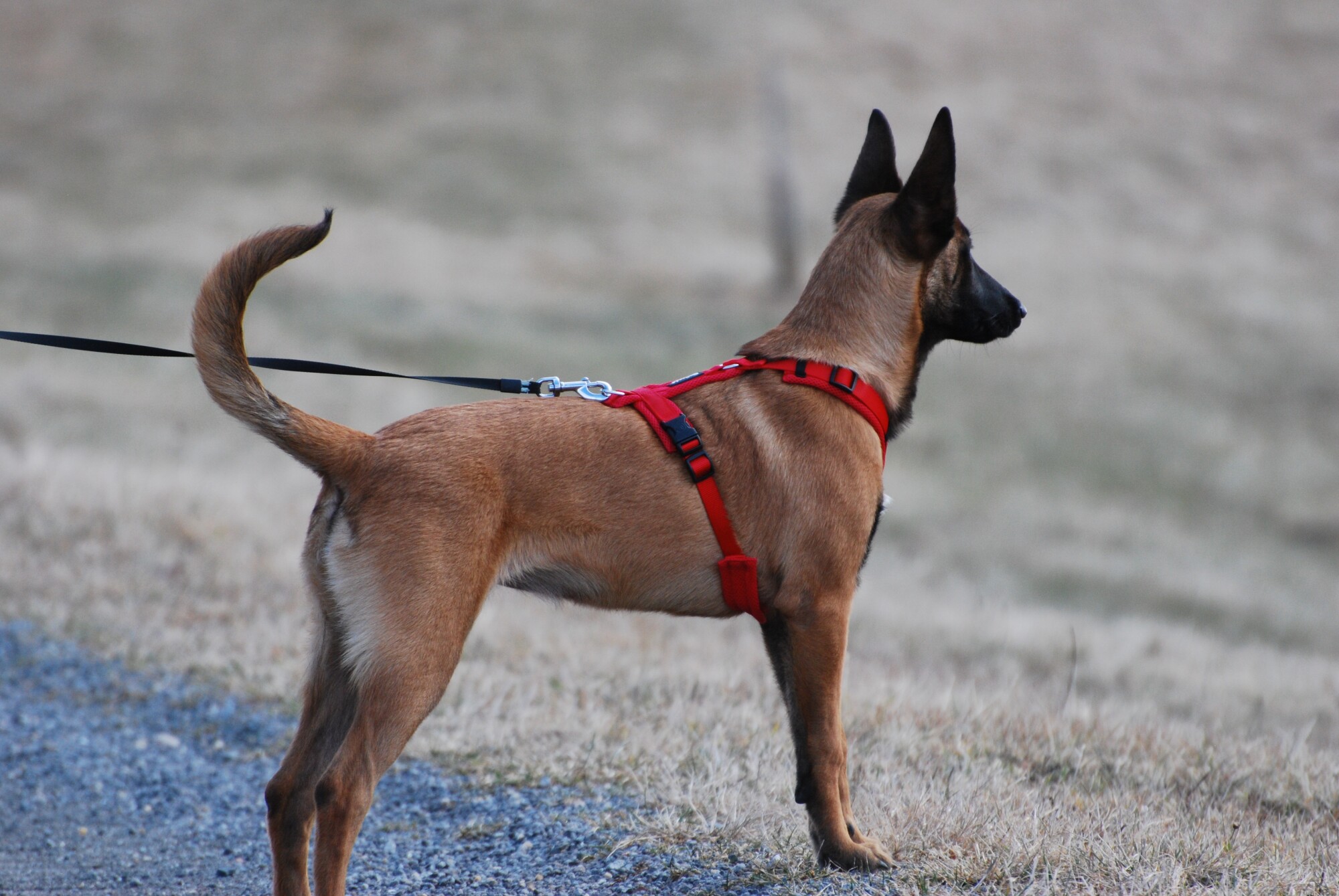 a brown dog wearing a red harness and leash