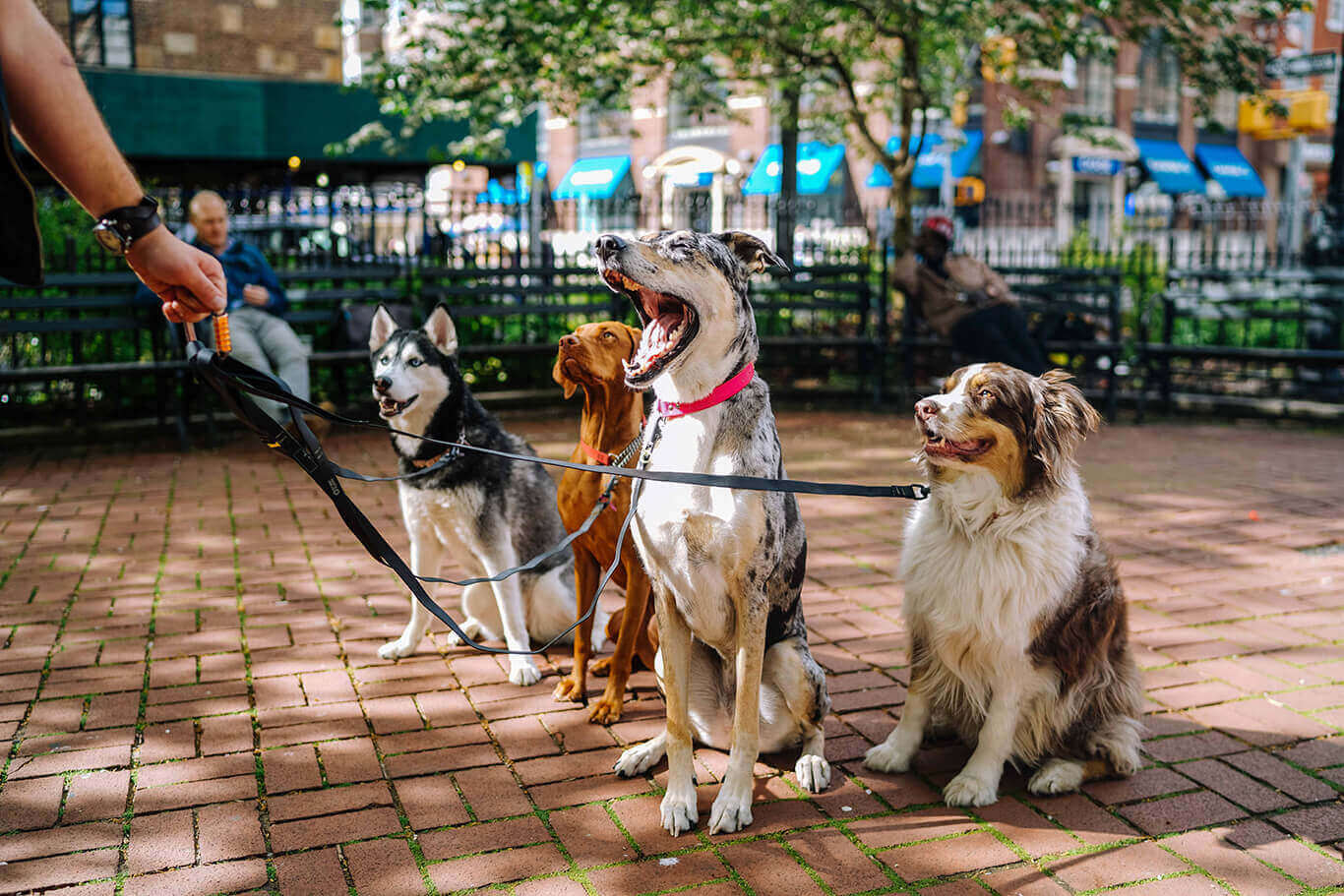 a group of dogs on leashes sitting on a brick sidewalk