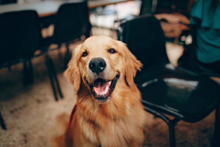 a dog smiling at the camera