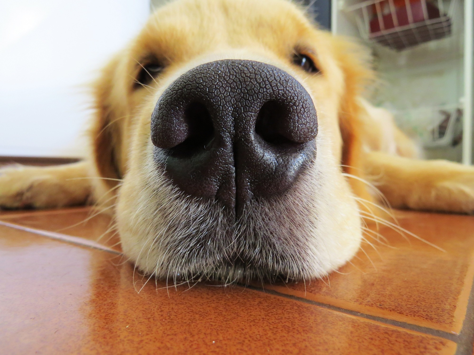 a close up of a dog's nose on a tiled floor