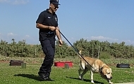 How Airports Benefit From Drug Sniffing Dogs