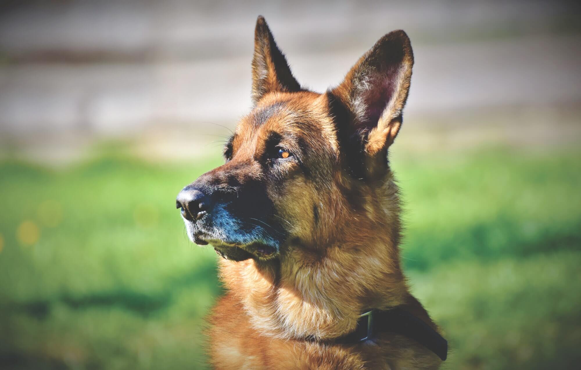 a close up of a german shepherd looking to the side