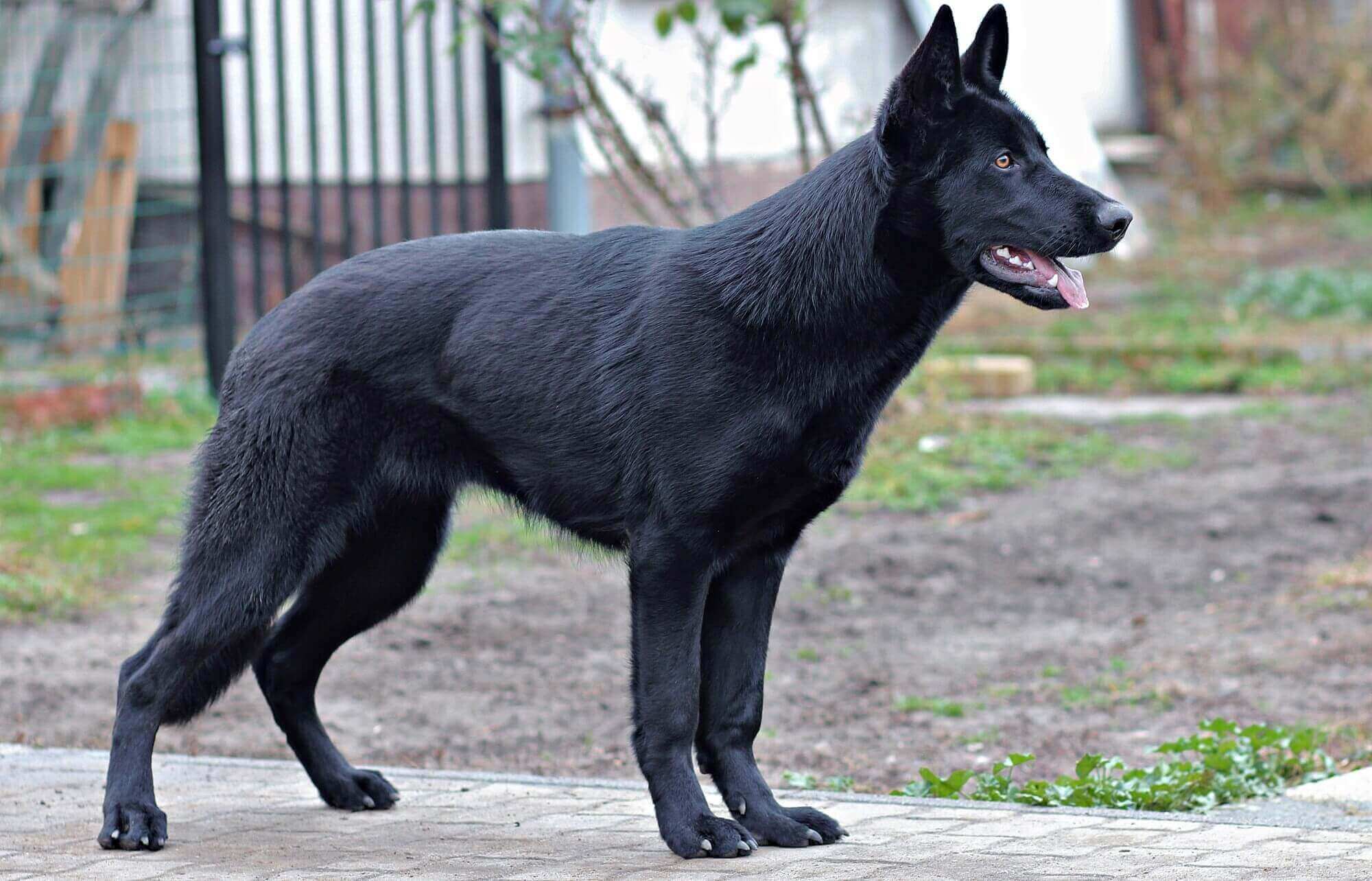 a black dog standing on a sidewalk with its tongue out