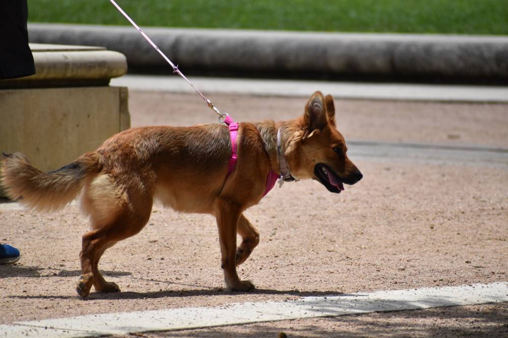 a brown dog on a leash with a pink harness