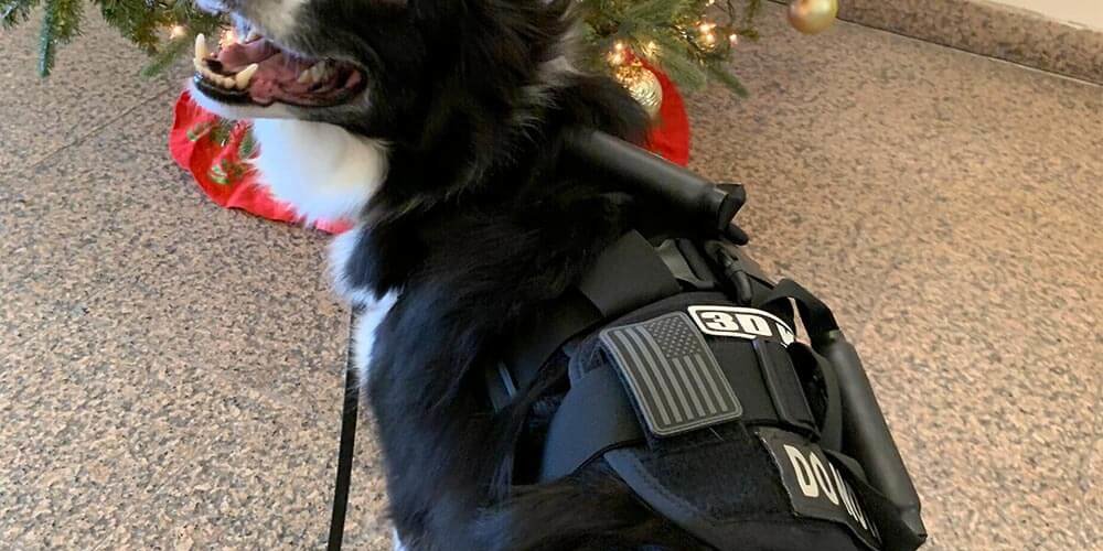 a black and white dog wearing a harness sitting in front of a christmas tree