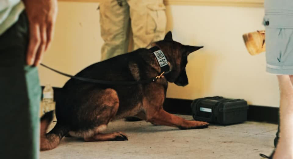 a k-9 unit dog looking at a case