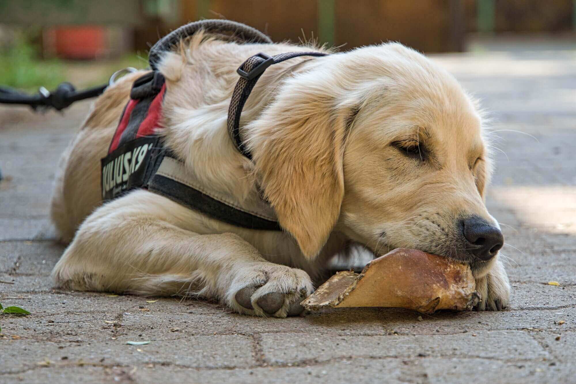 a dog wearing a harness eating a treat