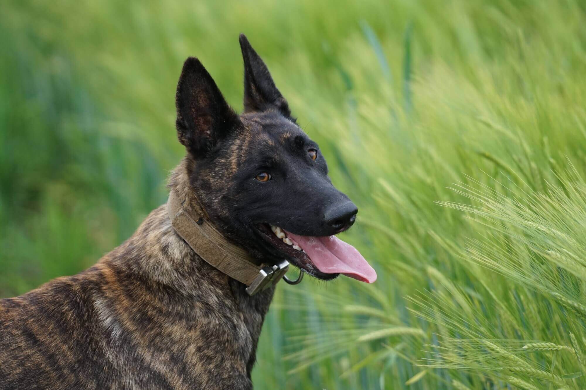 Malinois Police Dog Breeds | escapeauthority.com
