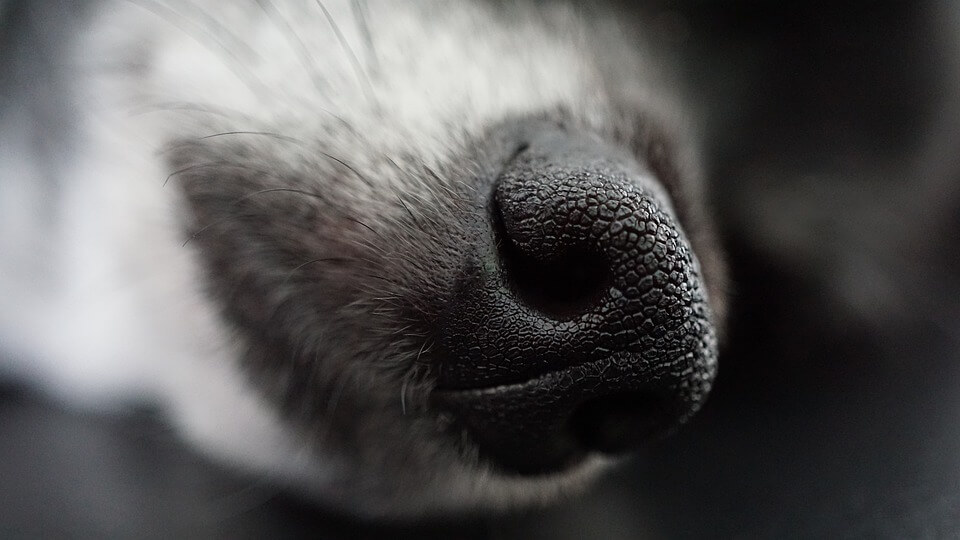 a close up of a dog's nose with a black background