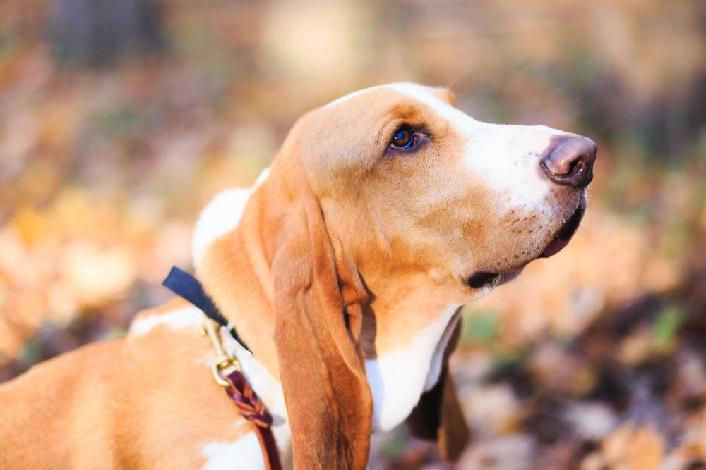 a close up of a brown and white dog looking up