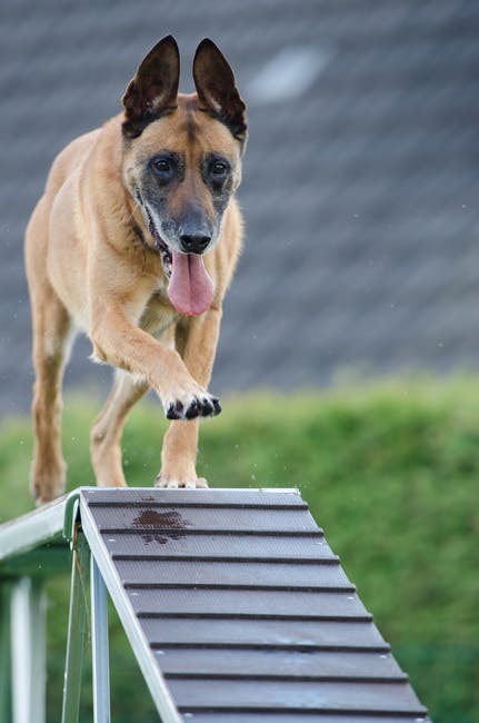How dogs detect bombs better than devices