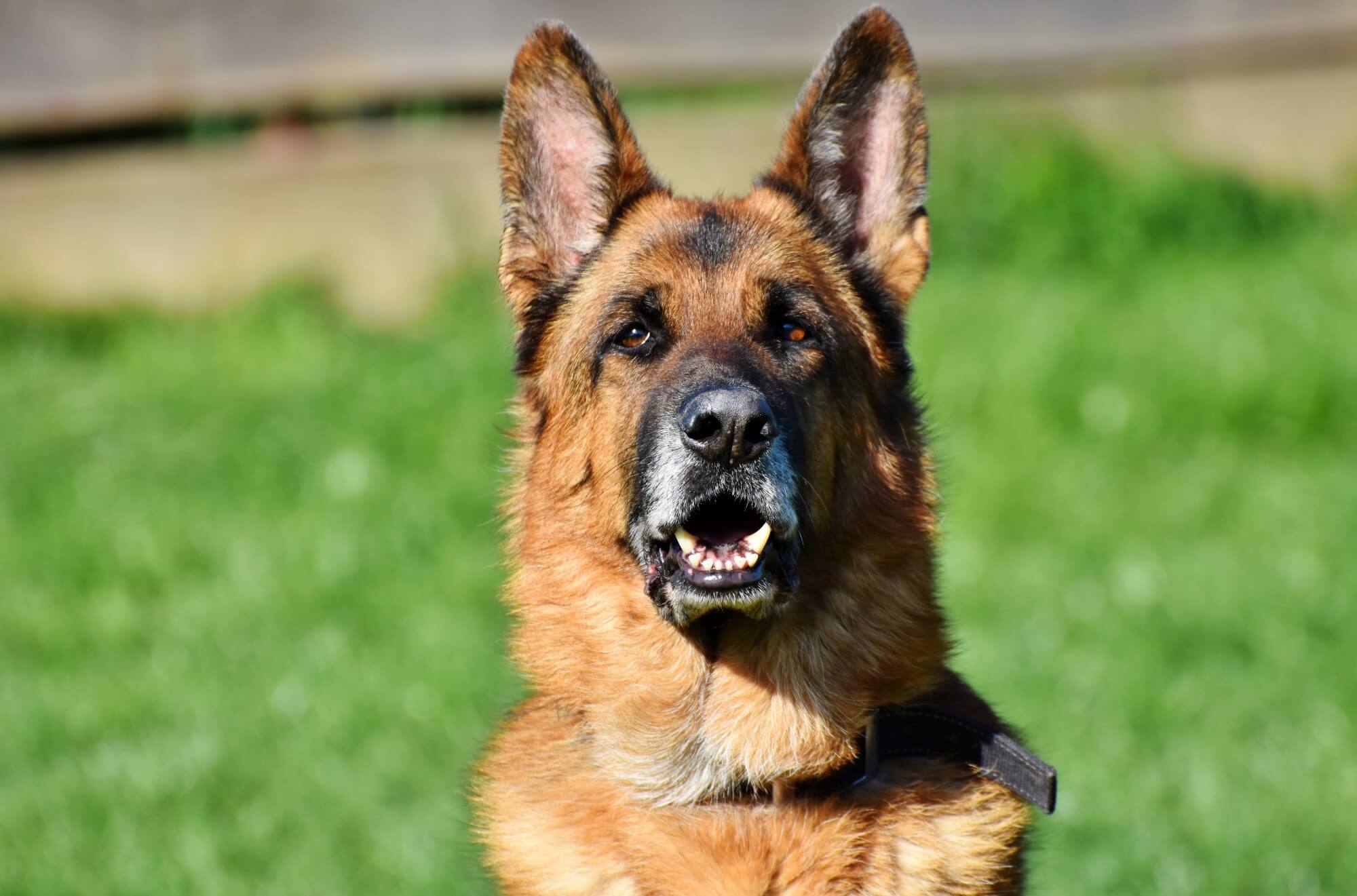 a close up of a german shepherd with its mouth open