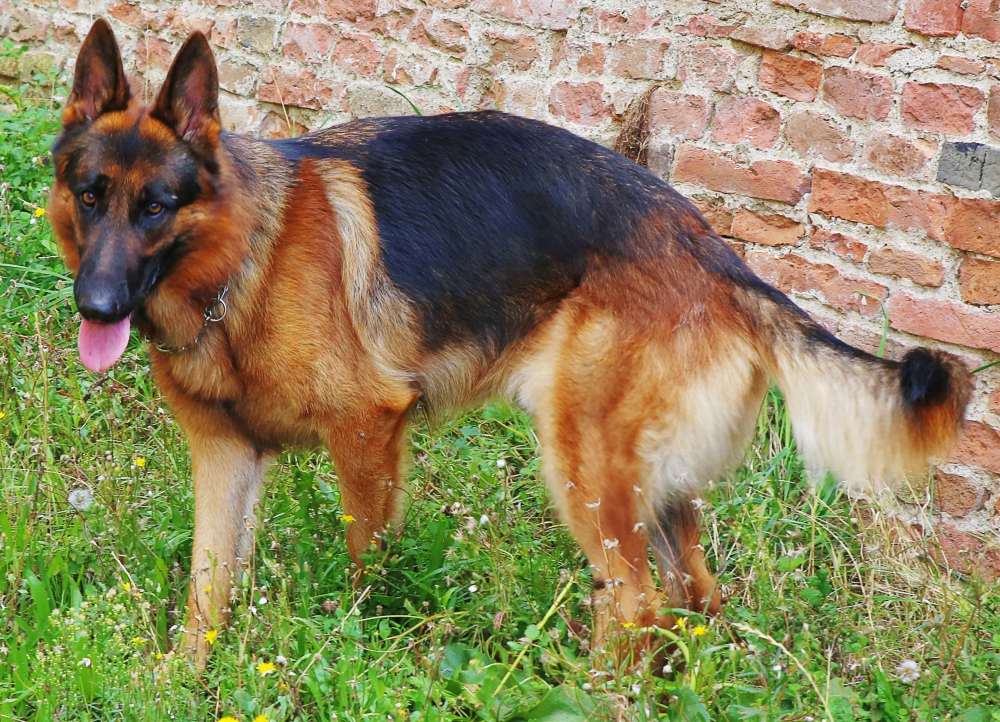 a german shepherd standing in the grass with its tongue out