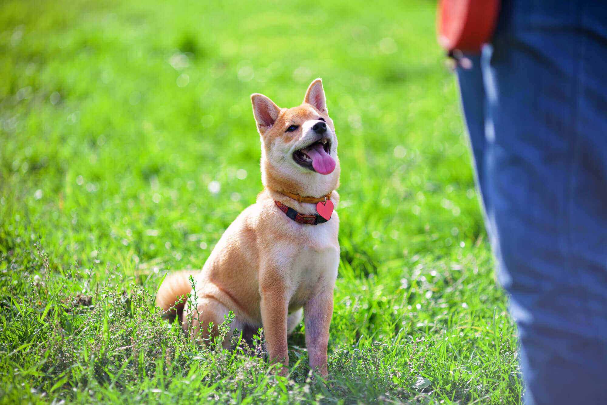 a dog wearing a red collar with sitting in the grass