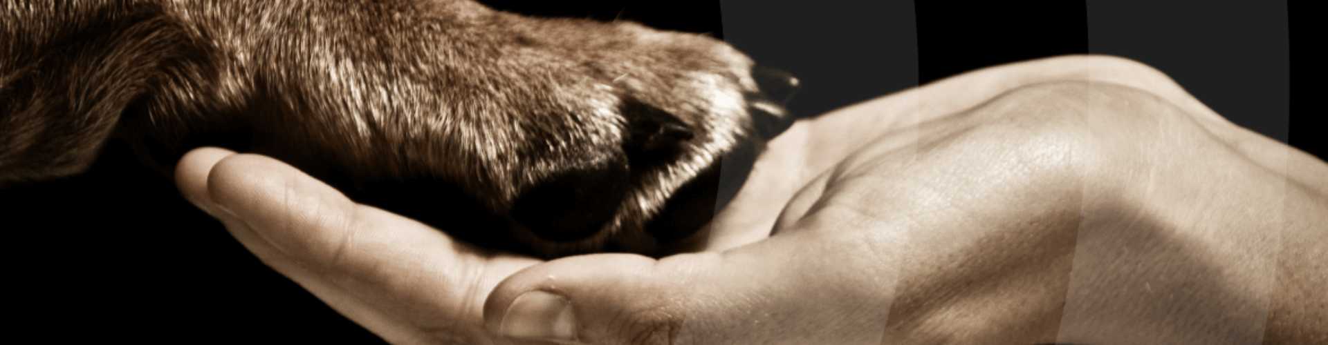 Professional Drug Sniffing & Detecting Dogs for Hire