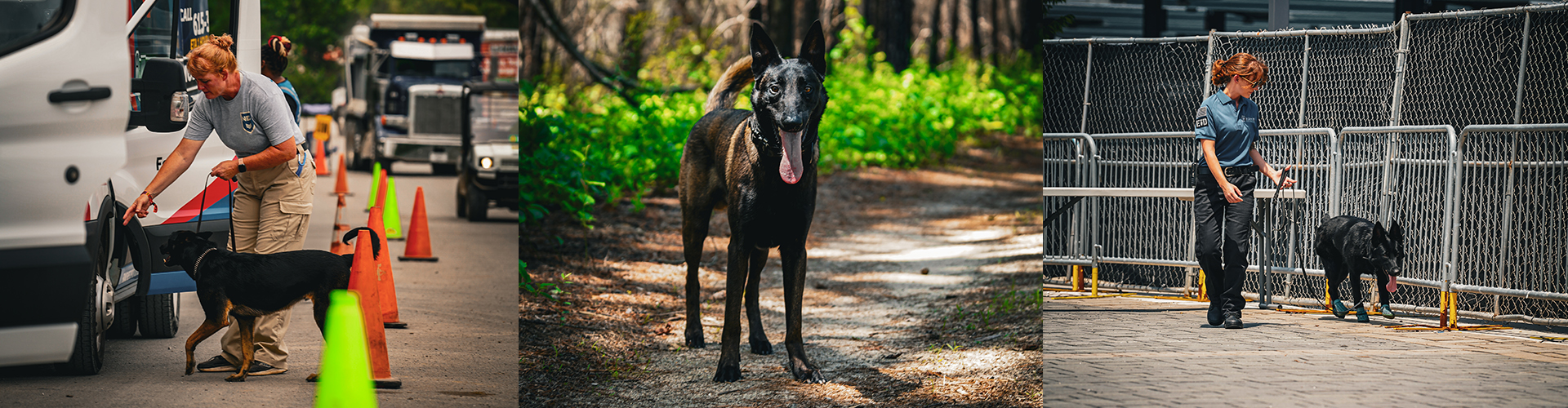 k9 detection services walking a black dog on a leash