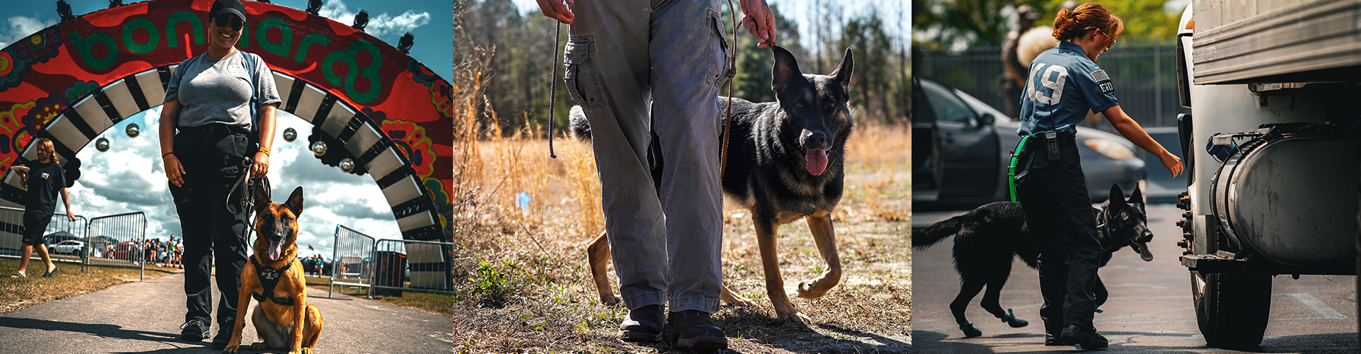 women walking dogs