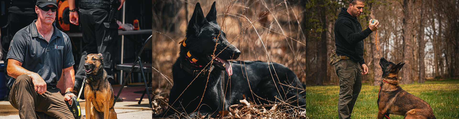 training k9 detection dogs