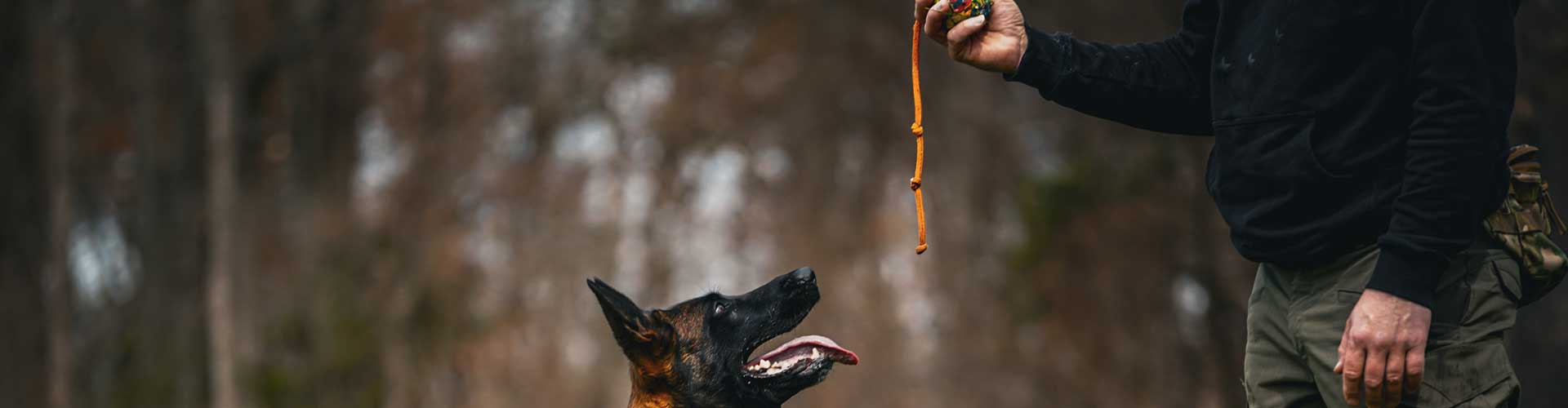 a man training a dog with a rope and ball