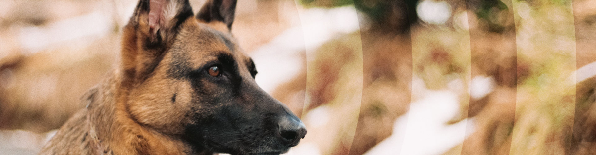 a close up of a german shepherd with a blurry background