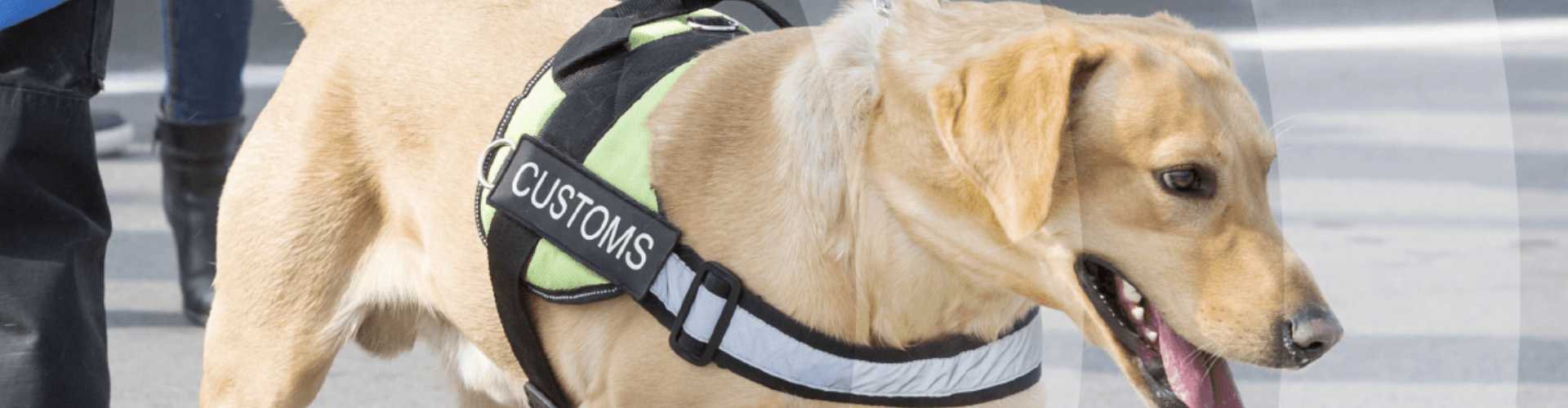a dog wearing a vest that says customs