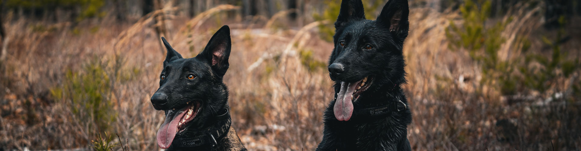two black dogs in a field