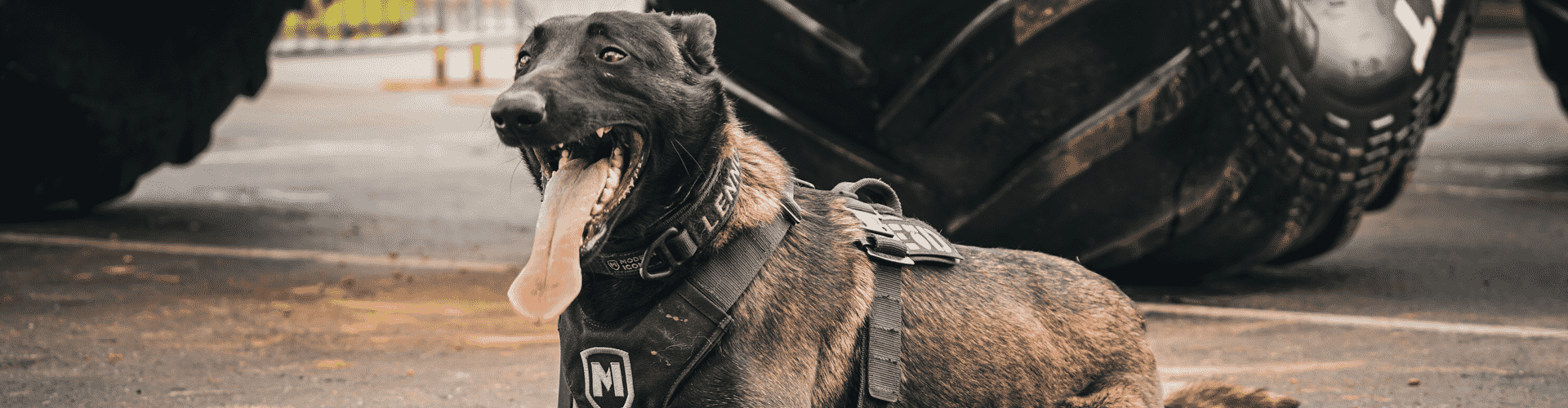 6 Practical Uses For A Tactical Dog Harness - K9sOverCoffee